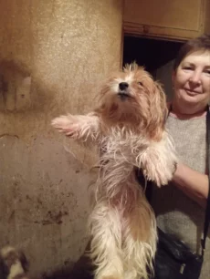 Отдам собачек Йорк биверов