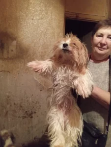 Отдам собачек Йорк биверов