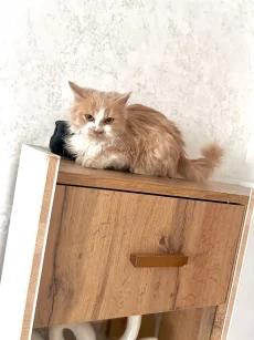 Ласковая девочка-подросток в хорошие руки