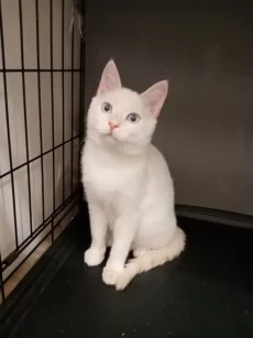 Белоснежный котик