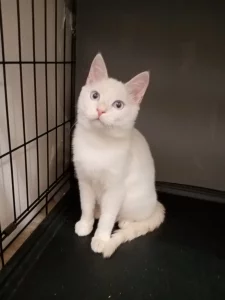 Белоснежный котик