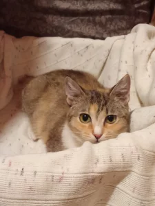 Кошечка подросток