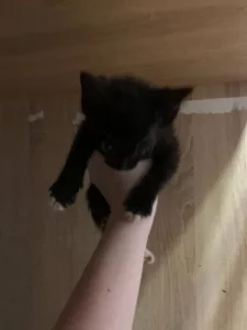 Отдам котят бесплатно