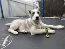 Щенок алабая