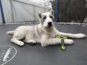 Щенок алабая