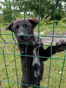 Малыш ищет хозяев