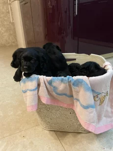 Щенки Кокер спаниель