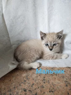 Мальчишки, возраст 2 месяца
