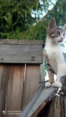 Котята