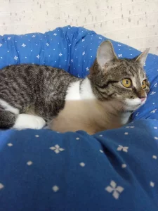 Кошечка 4 месяца