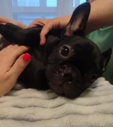 Щенка французского бульдога