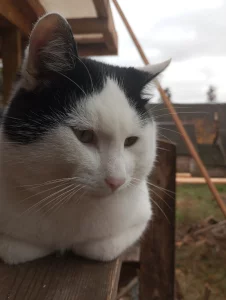 Отдам котика в хорошие руки