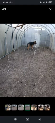 Немецкая овчарка в дар