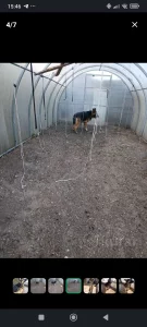 Немецкая овчарка в дар