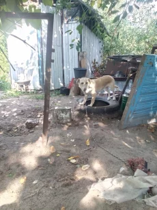 Отдам в хорошие руки собачек