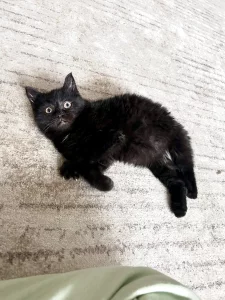 Котёнок ищет заботливых хозяев