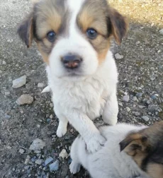 щенки ищут дом