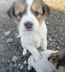 щенки ищут дом