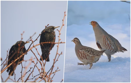 Скворцы прилетели! А куропатки перезимовали. Фото BOBR.BY