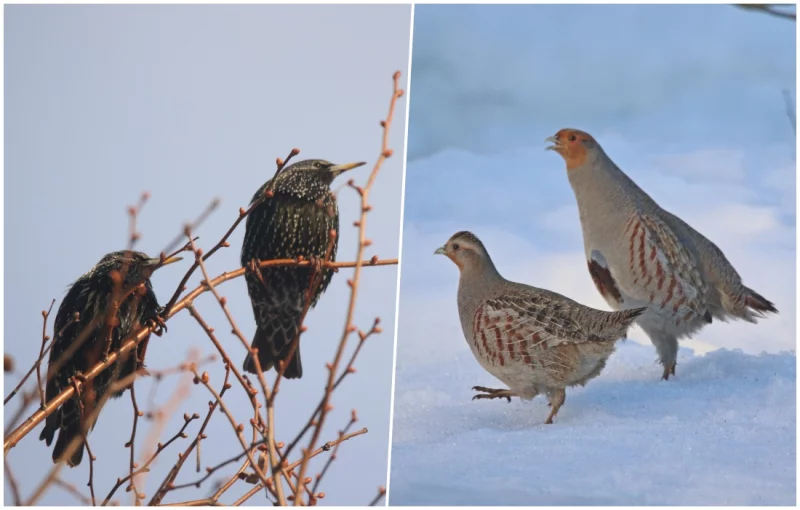 Скворцы прилетели! А куропатки перезимовали. Фото BOBR.BY