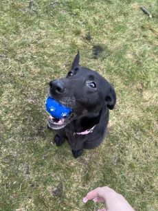 Нашли собачку