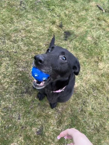 Нашли собачку