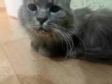 Найден кот