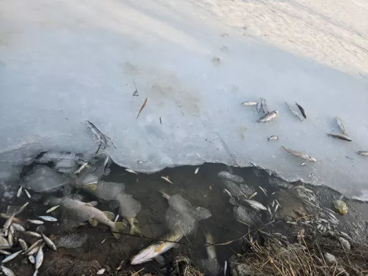 Рыбаки постят замор рыбы на водоёмах в Бобруйске и районе