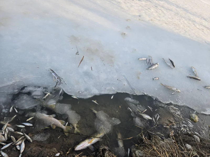 Рыбаки постят заморы рыбы на водоёмах в Бобруйске и районе