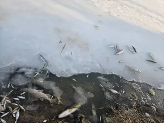 Рыбаки постят заморы рыбы на водоёмах в Бобруйске и районе