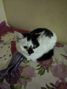 Кошечка 3 месяца