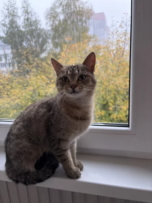 Ищет дом кошечка
