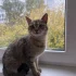 Ищет дом кошечка