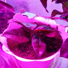 Замиокулькас, хойя