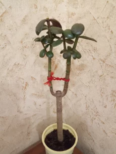 Денежное дерево (толстянка)