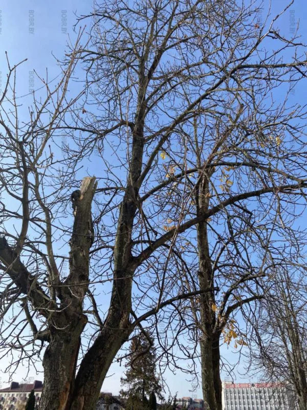Зима все ближе