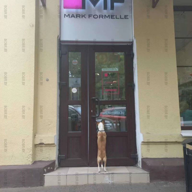 Новое поступление собачей одежды