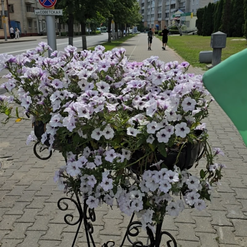 Город украсили цветами
