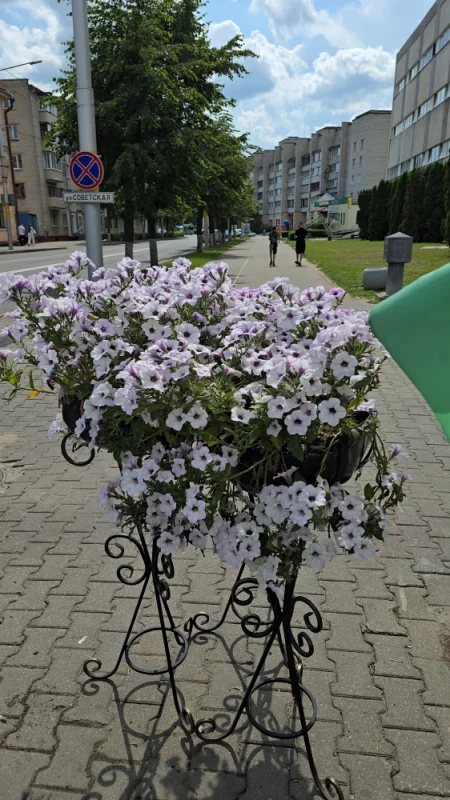 Город украсили цветами