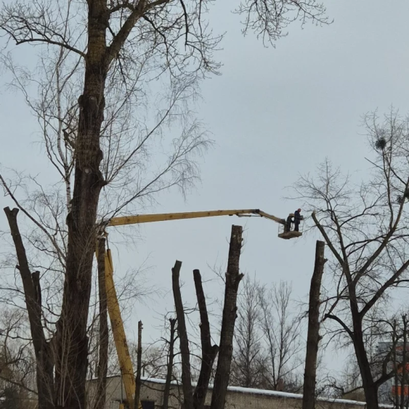 Обрезка деревьев