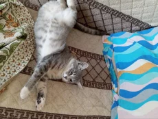 Ласковая кошечка котенок