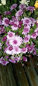 Хризантема