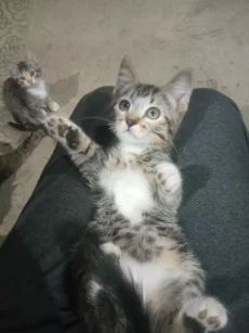 Котята ищут дом