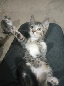 Котята ищут дом