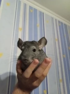Шиншилла