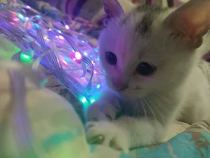 Маленький котенок ищет заботливую семью