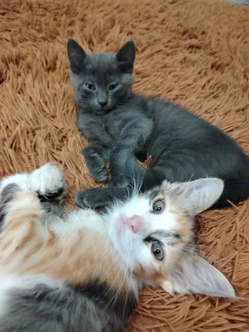 Котики