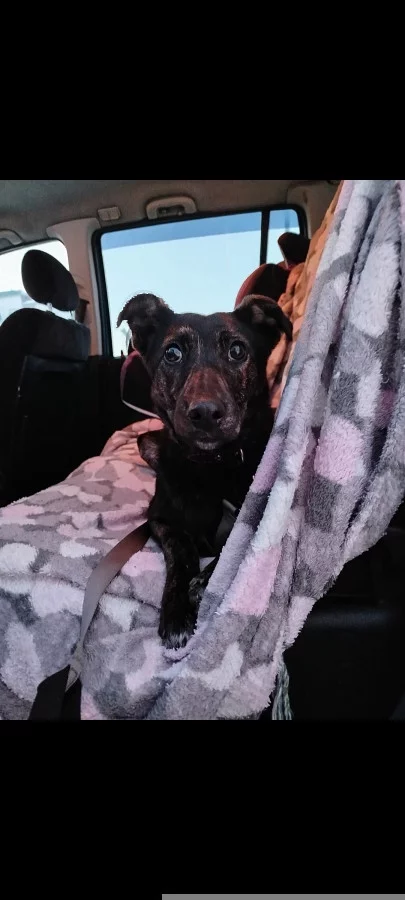 Девочка щенок