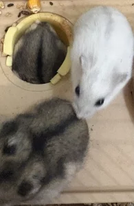 Хомяки джунгарики