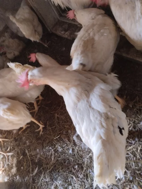 Куры несушки